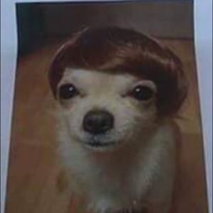 Meet your Posher, Calvin